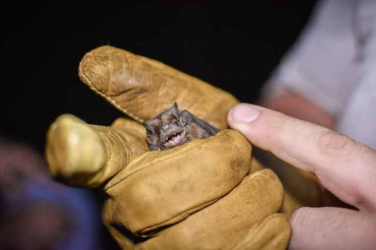 Importante descubrimiento: la Reserva de Ingeniero Maschwitz es un refugio esencial para la reproducción y conservación de murciélagos