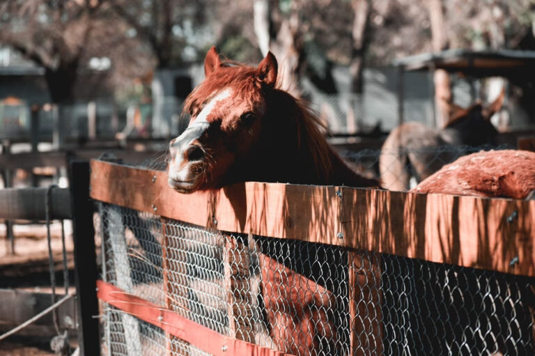 Este sábado, festejos especiales en la Granja Don Benito por el Día del Animal