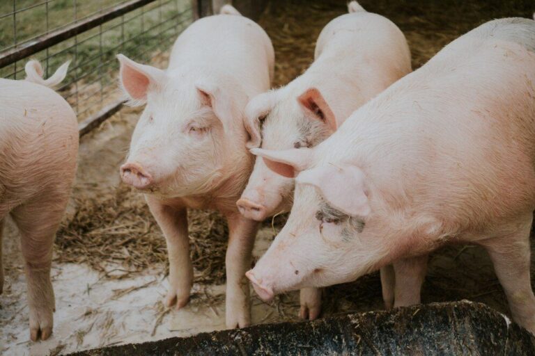 Triquinosis: ante el brote en la Provincia, Escobar refuerza la prevención