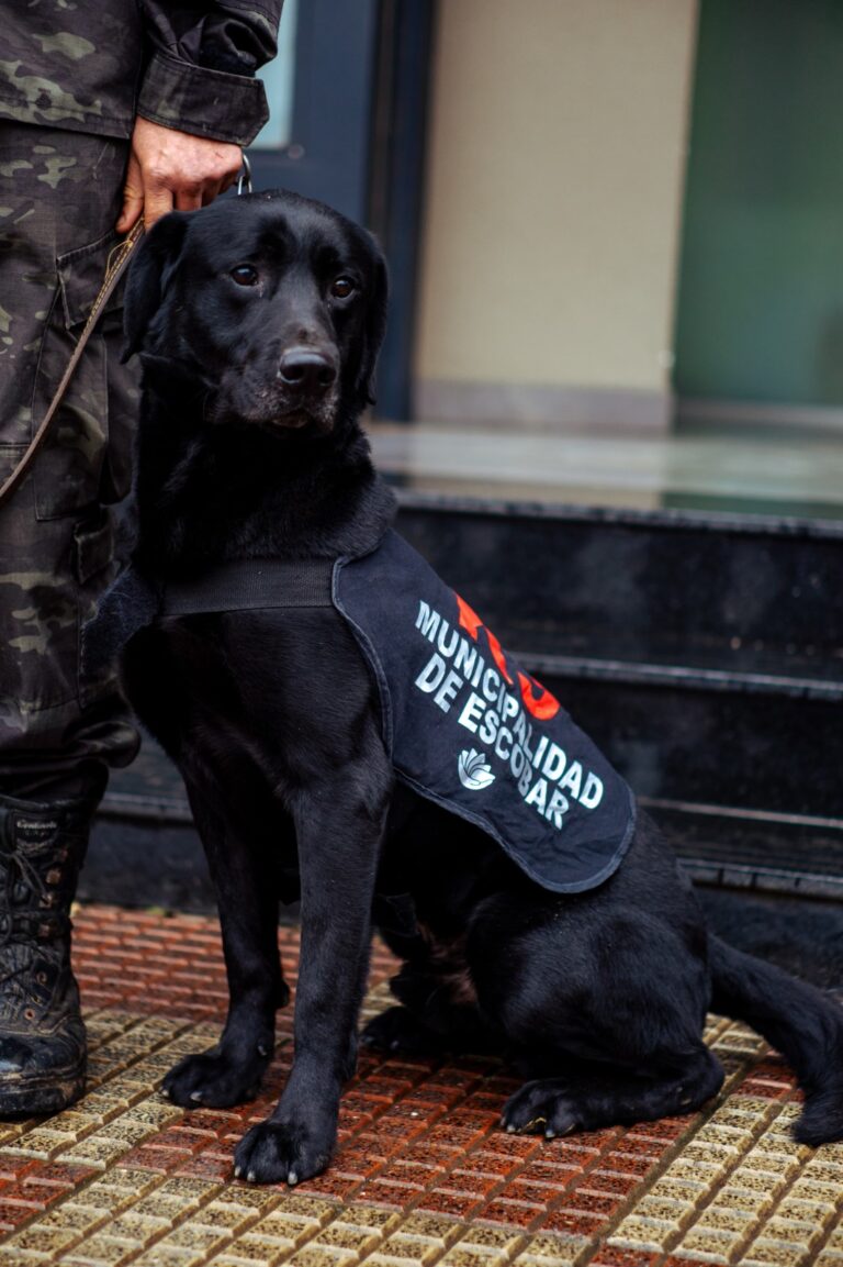 Murió Zeus, un perro ícono de la Brigada K-9 de la Policía Municipal 