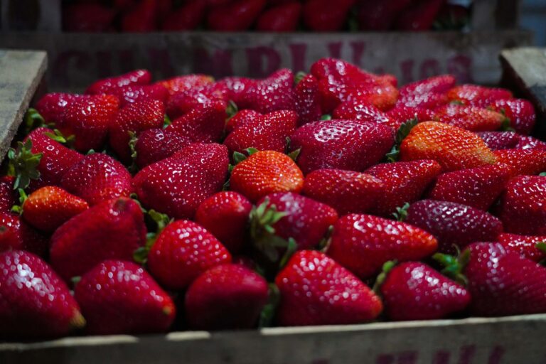 Llega a Escobar la Fiesta de la Frutilla