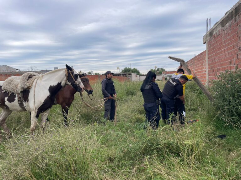La Policía Municipal detuvo a un hombre con 154 envoltorios de cocaína durante una recorrida preventiva