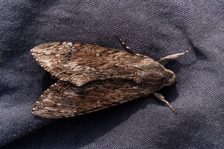 Polilla negra y mosca negra: lo que hay que saber para prevenir molestias