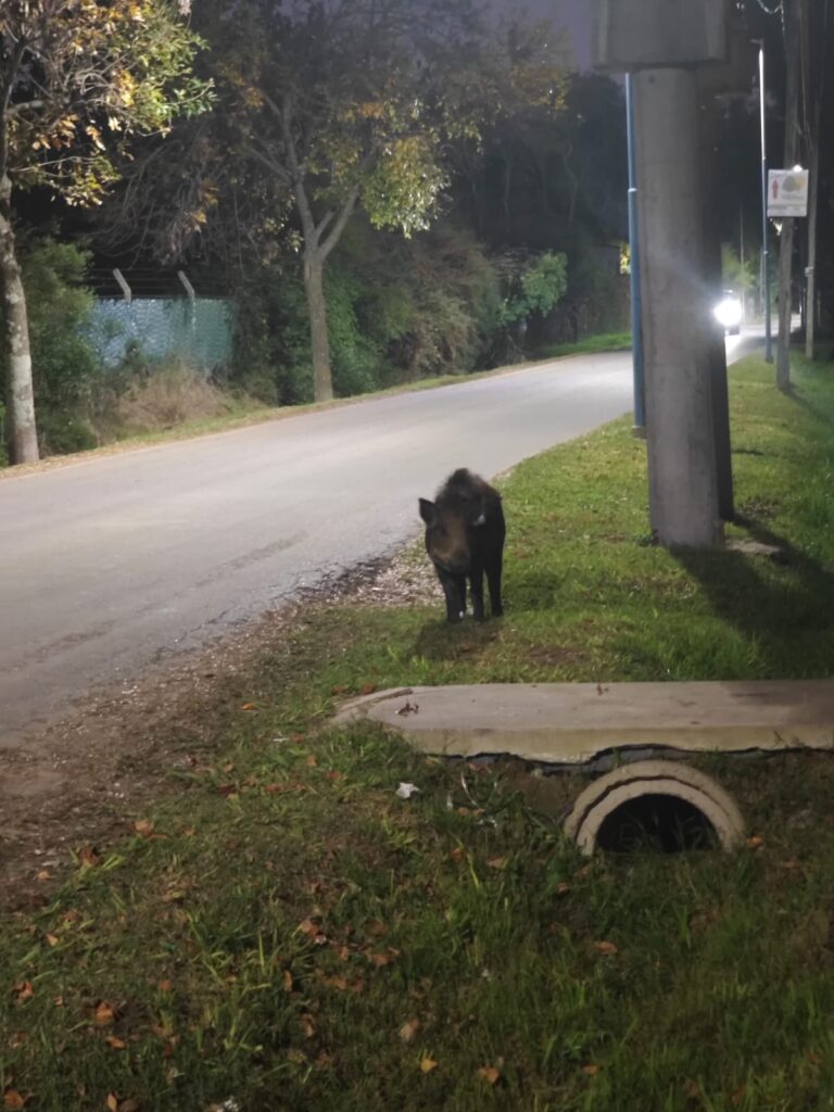 Apareció un jabalí cerca del Centro de Zoonosis: activación de protocolo y sospechas de mascotismo