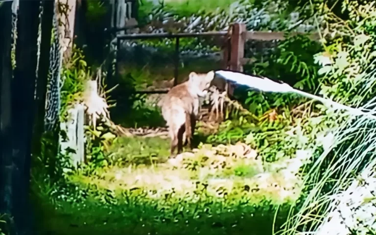 La Dirección de Flora y Fauna de Provincia activó un protocolo de prevención por el puma avistado en El Cazador