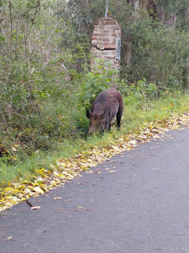 El caso del jabalí visto en la zona de Zoonosis dispara el debate sobre el mascotismo