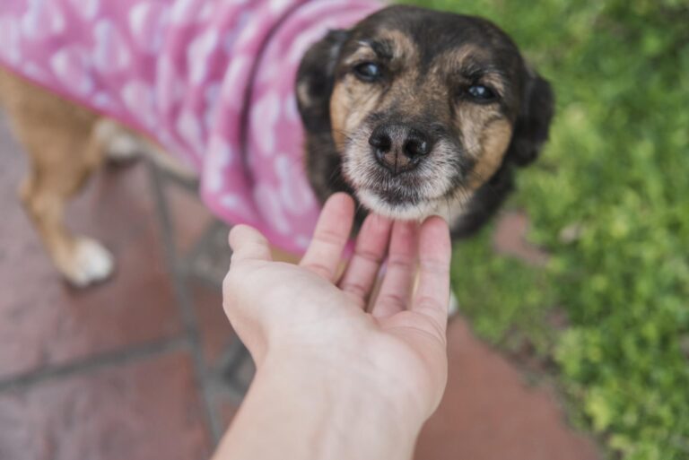 El Municipio brindará una charla sobre cómo actuar ante situaciones de maltrato animal